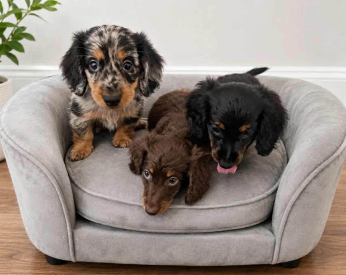 Cachorros de Dachshund miniatura de pelo largo (registrados en el KC).  Contacto.     johnspare874 @