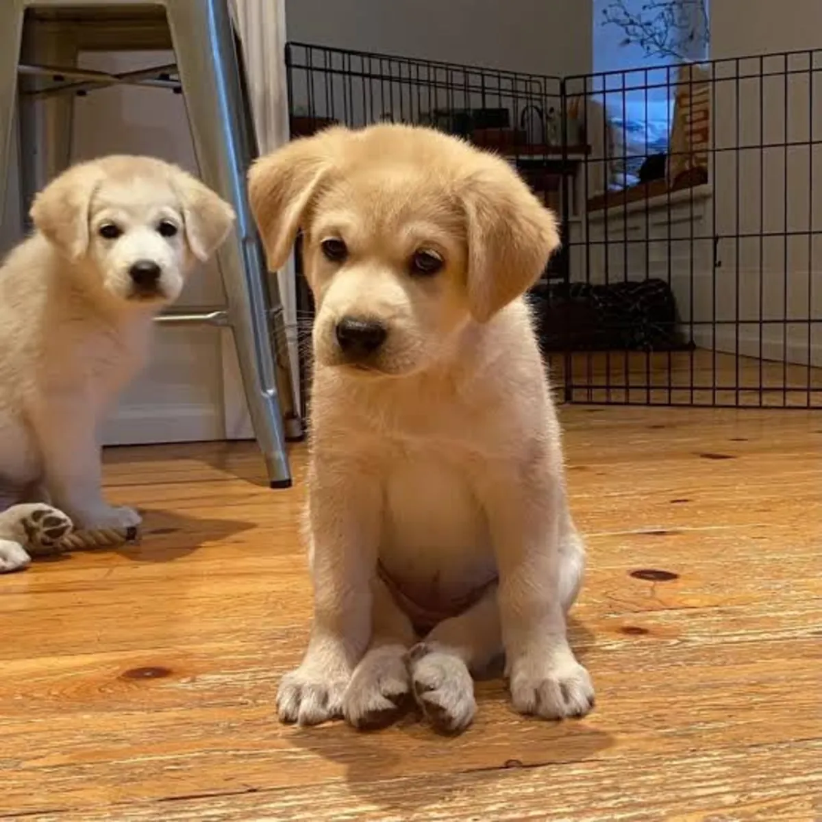 Adorable cachorros de Labrador Retriever disponibles para adopción gratuita