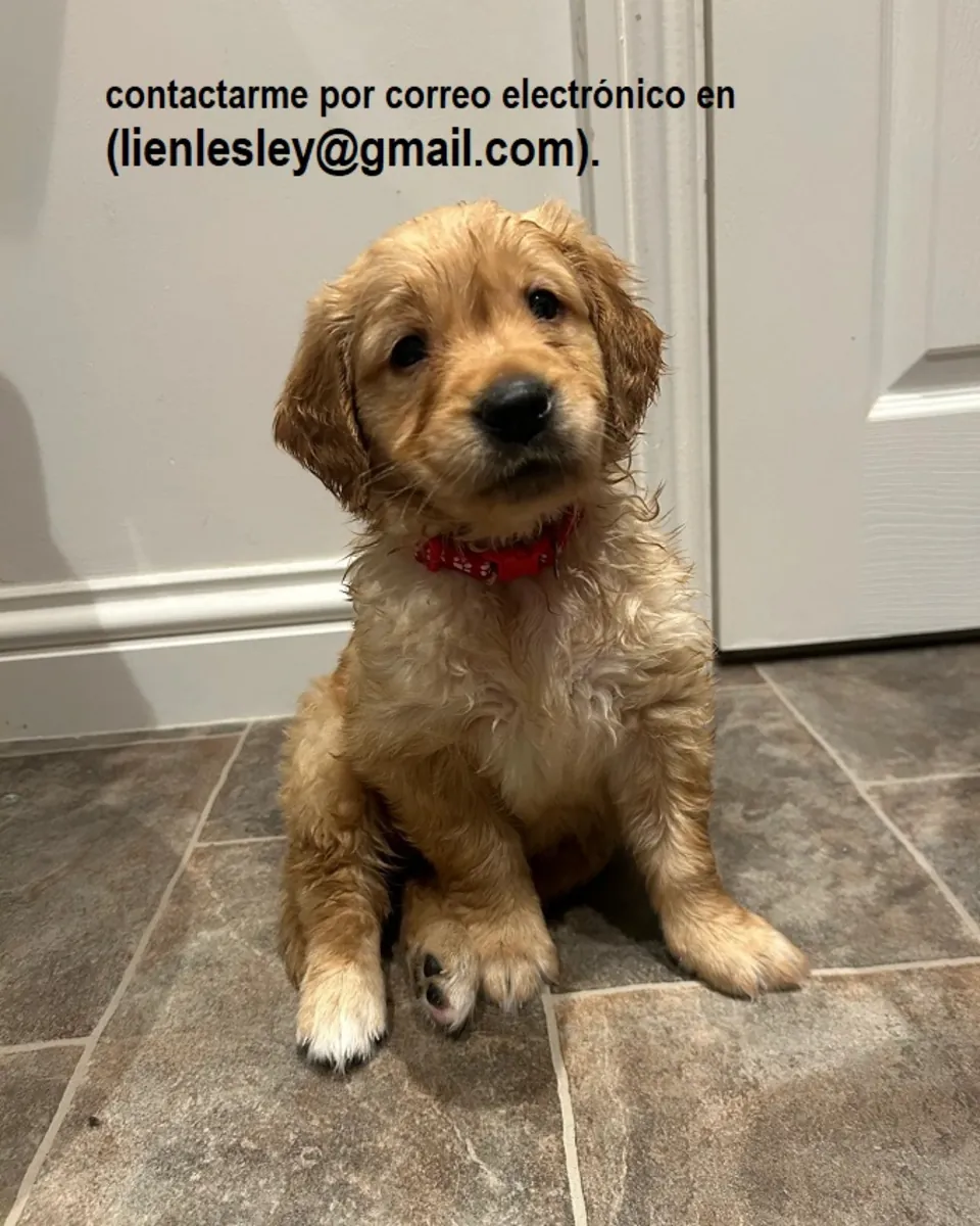 Golden Retriever en busca de un hogar
