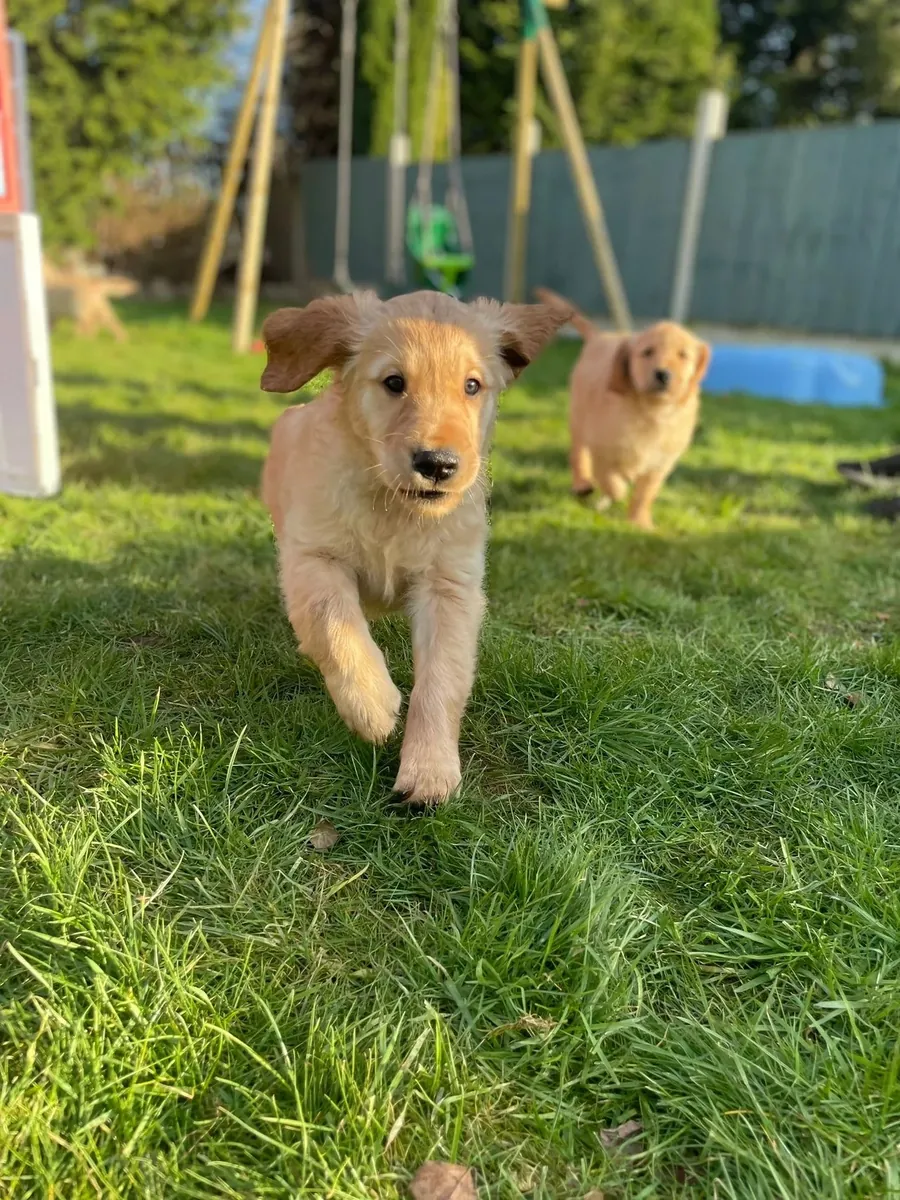 免费领养金毛猎犬幼犬