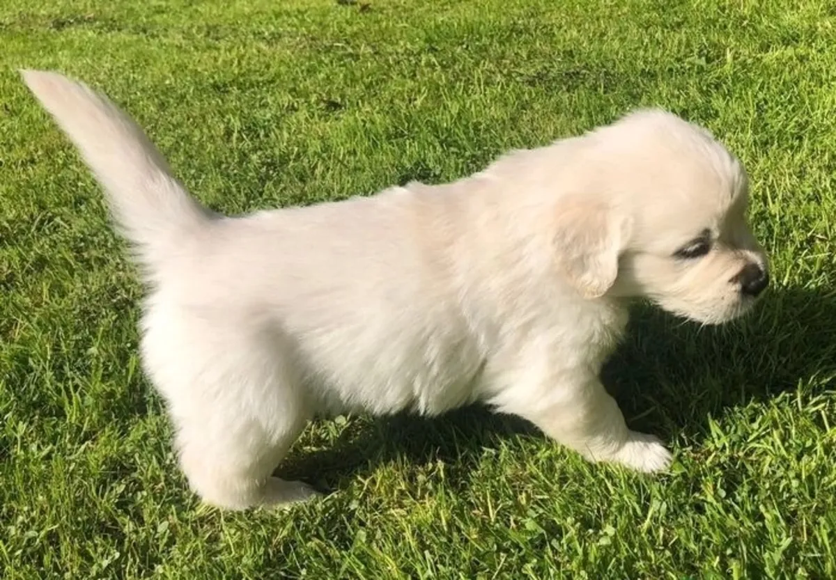 优秀的金毛猎犬幼犬寻找一个温暖的家。