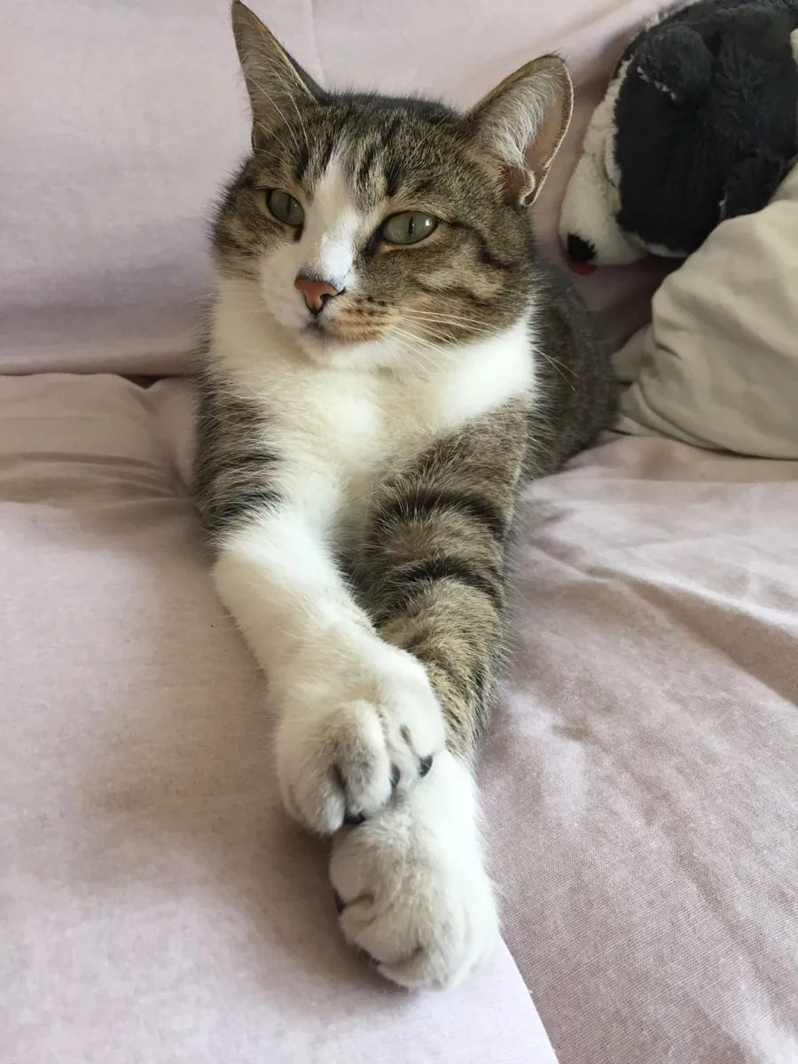 Cyprus Cat Adoption | Friendly and Healthy Cat