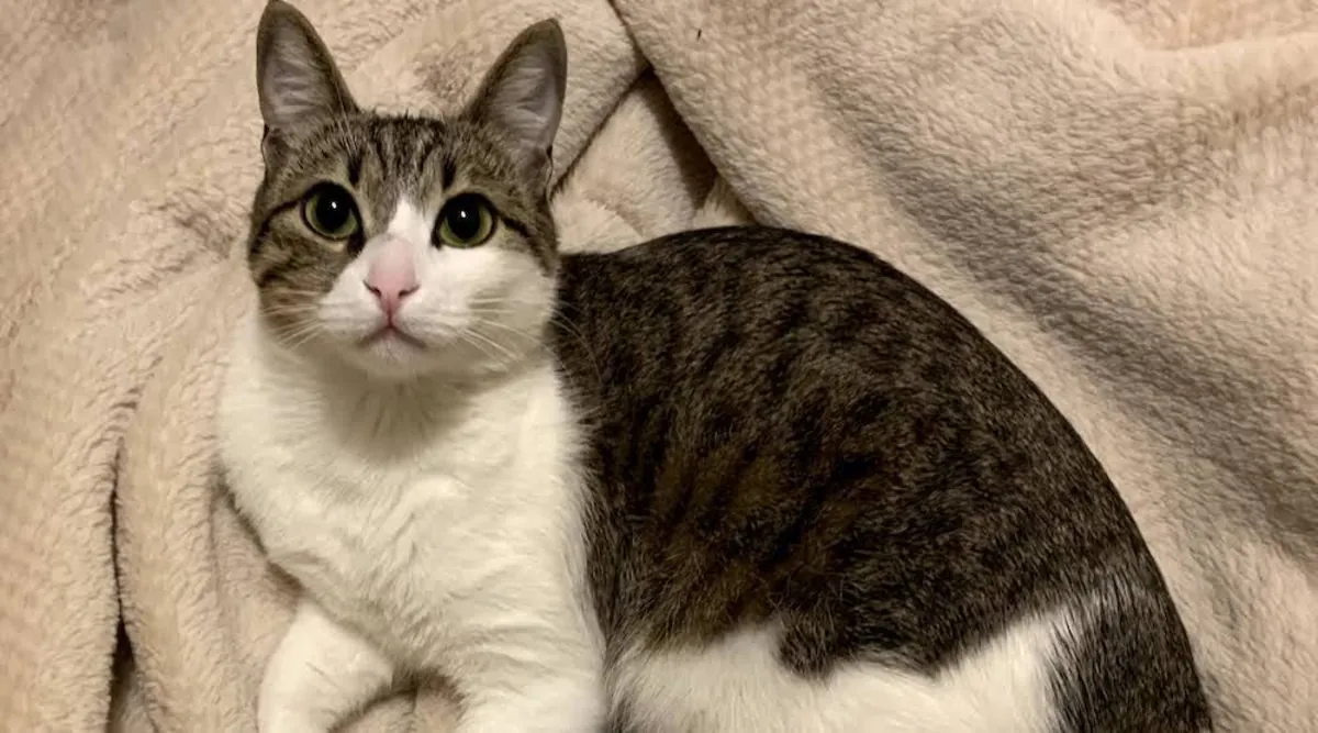 Cyprus Cat Adoption | Friendly and Healthy Cat