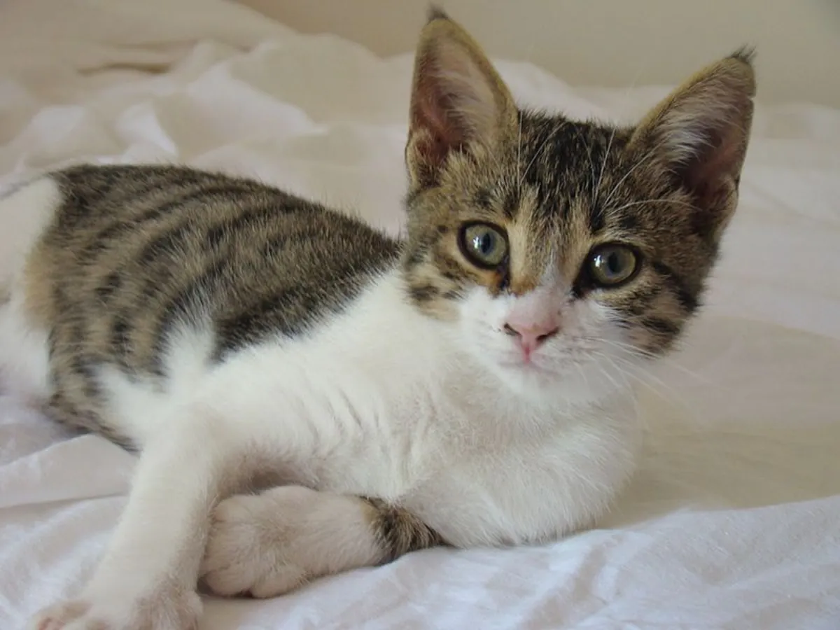 Cyprus Cat Adoption | Friendly and Healthy Cat
