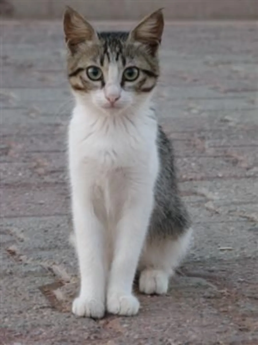 待领养的爱琴海猫 | 性格温顺友善