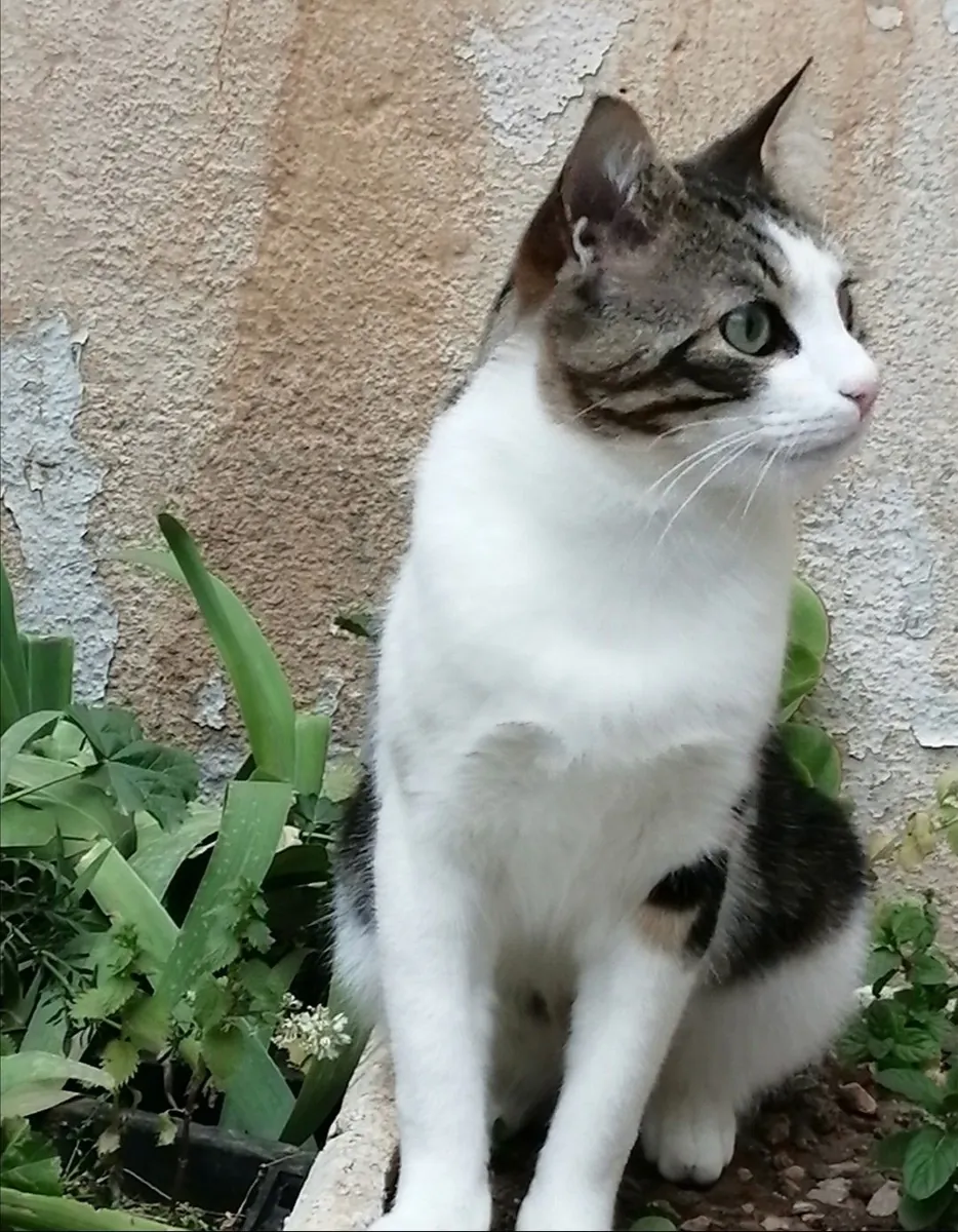 待领养的爱琴海猫 | 性格温顺友善