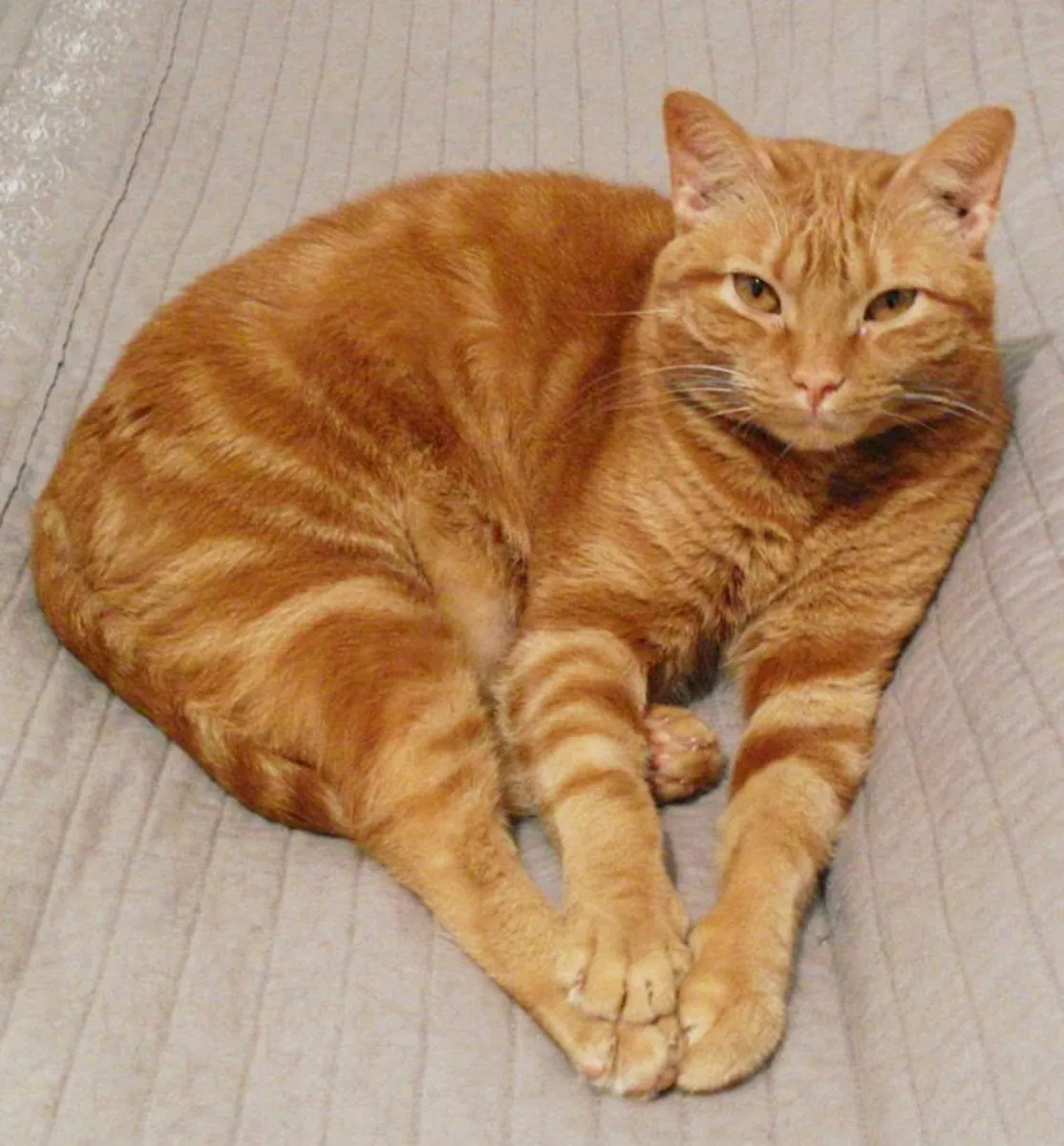 Arabian Mau Adoption | Active and Intelligent Cat