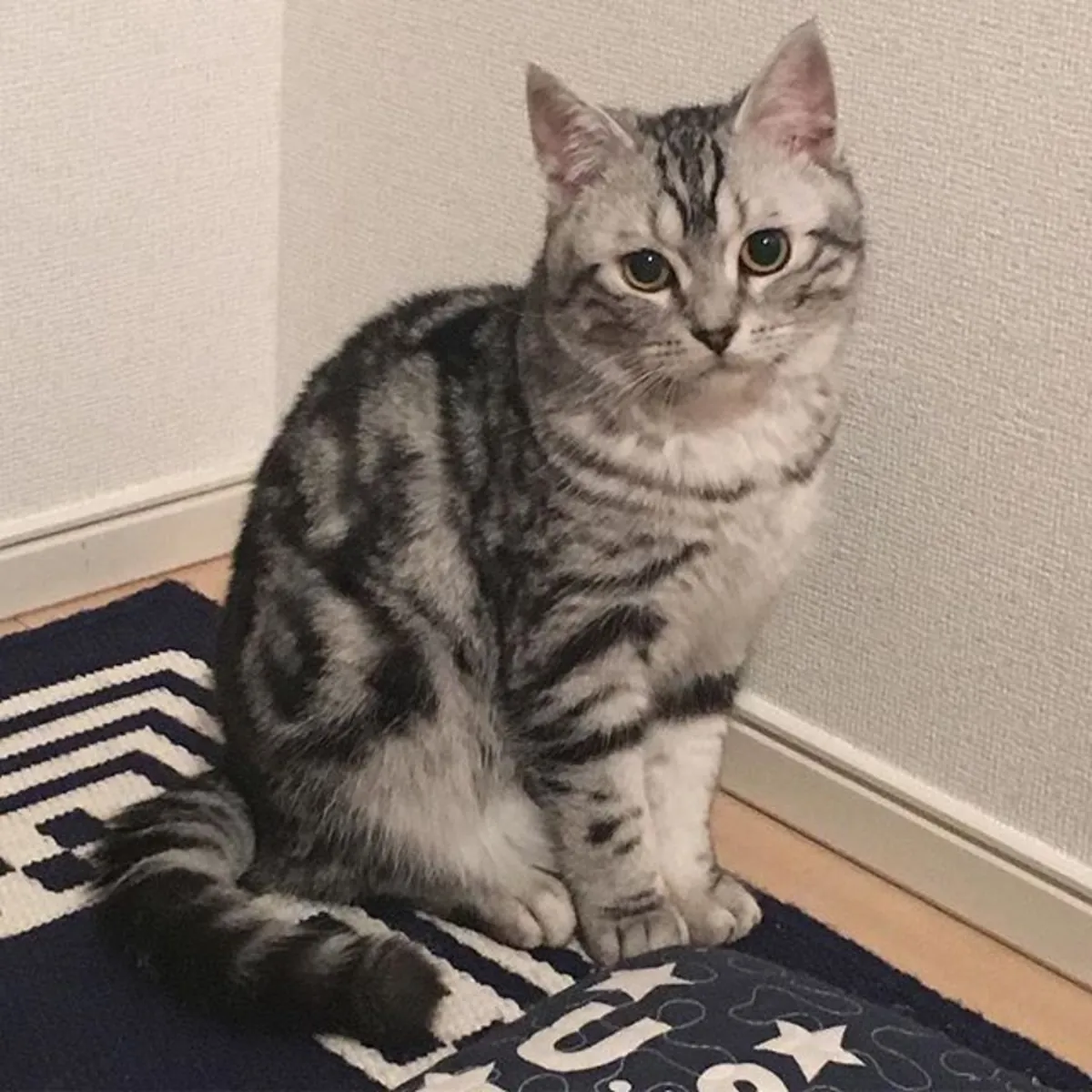 Asian Cat Adoption | Elegant and Loving Bree