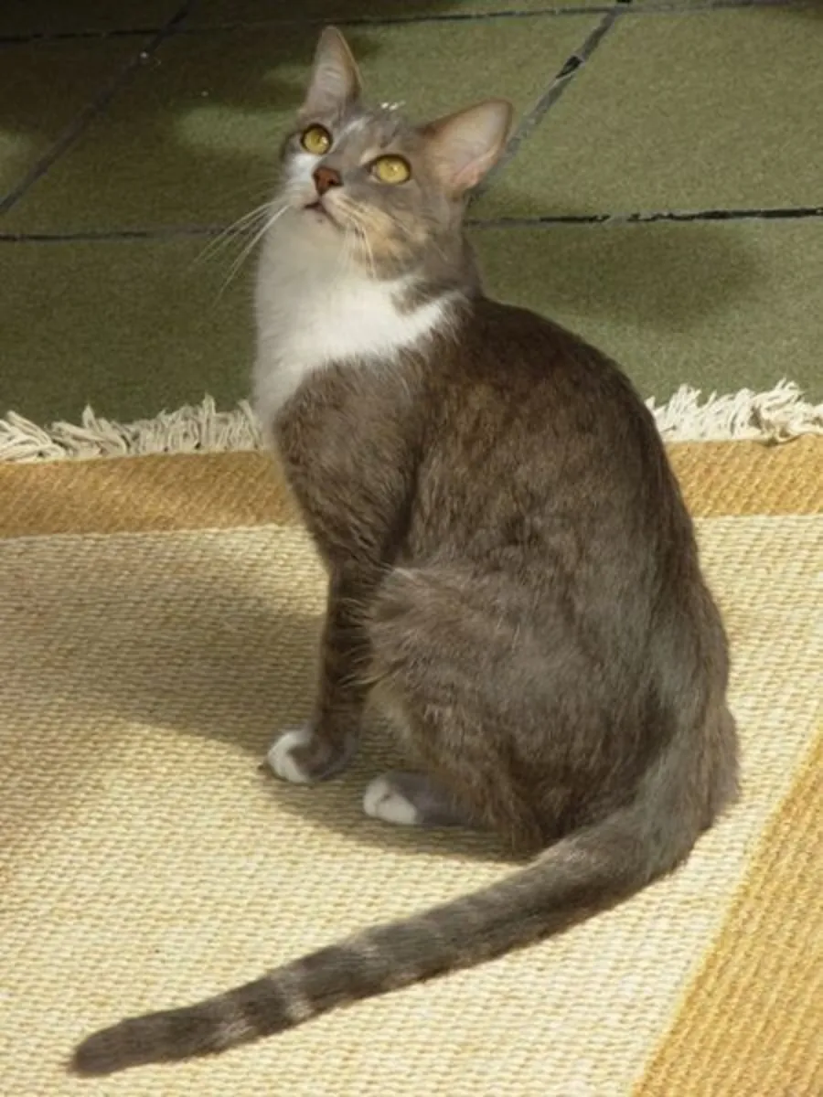 Brazilian Shorthair Adoption | Easygoing House Cat