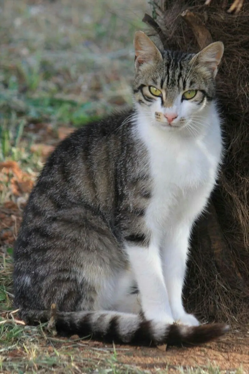 Brazilian Shorthair Adoption | Easygoing House Cat