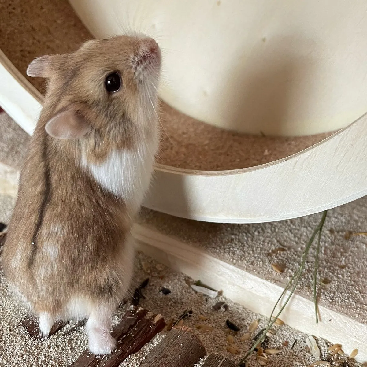 Campbell Hamster for Adoption | Small and Active
