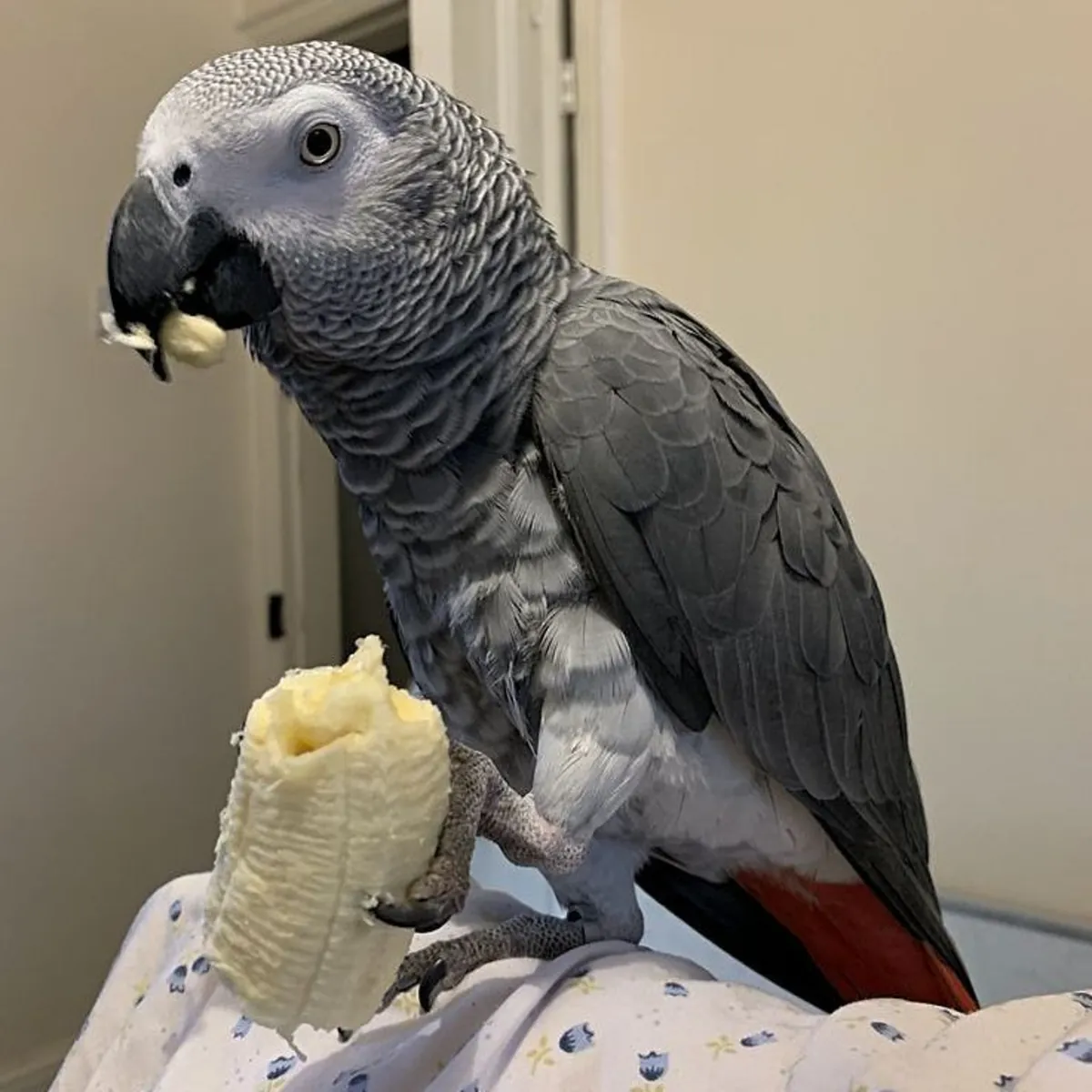 Perroquet gris d'Afrique à adopter | Intelligent et bavard