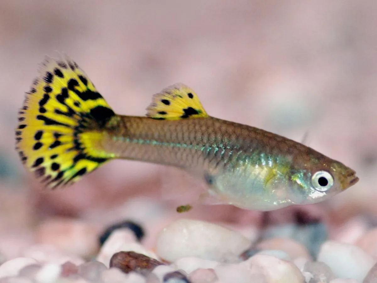 Guppy Fish for Adoption | Colorful and Peaceful