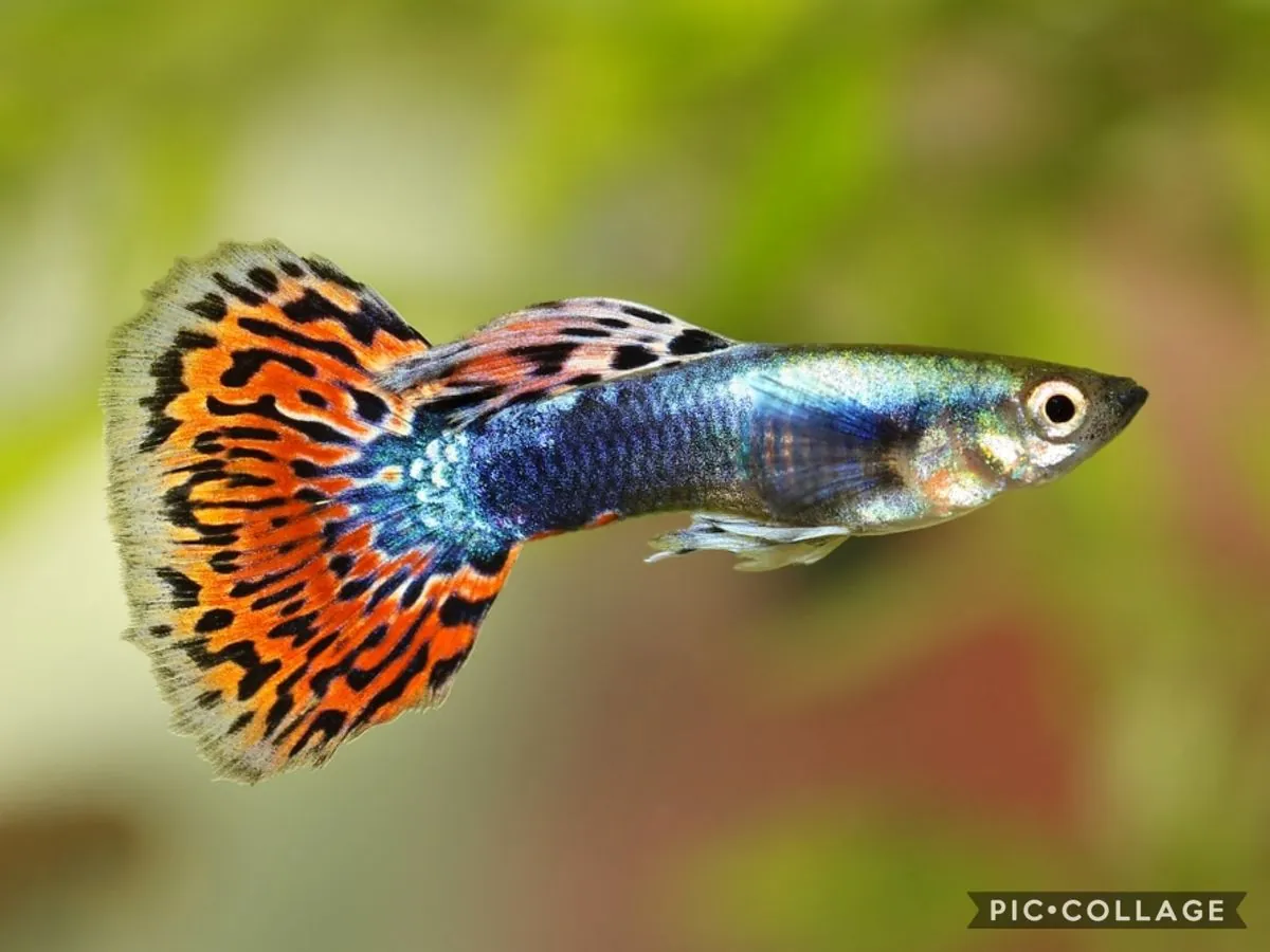 Guppy Fish for Adoption | Colorful and Peaceful