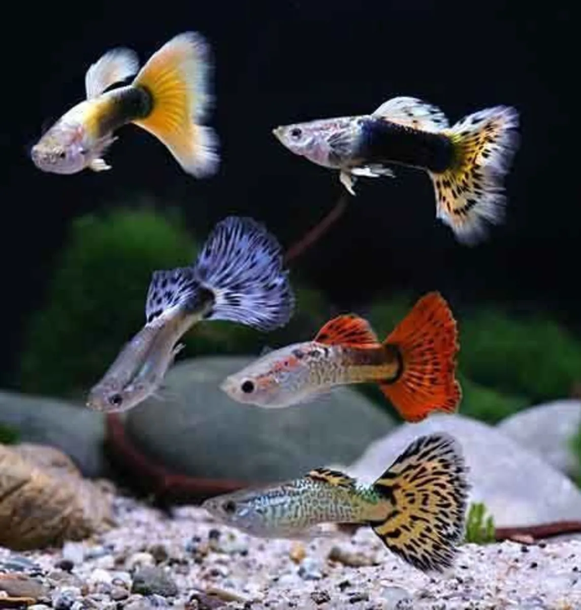 Guppy Fish for Adoption | Colorful and Peaceful