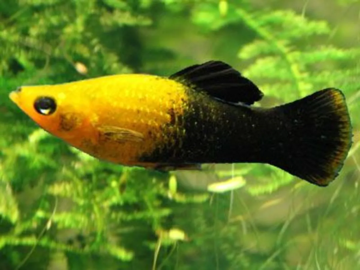 Molly Fish for Adoption | Friendly Aquarium Fish