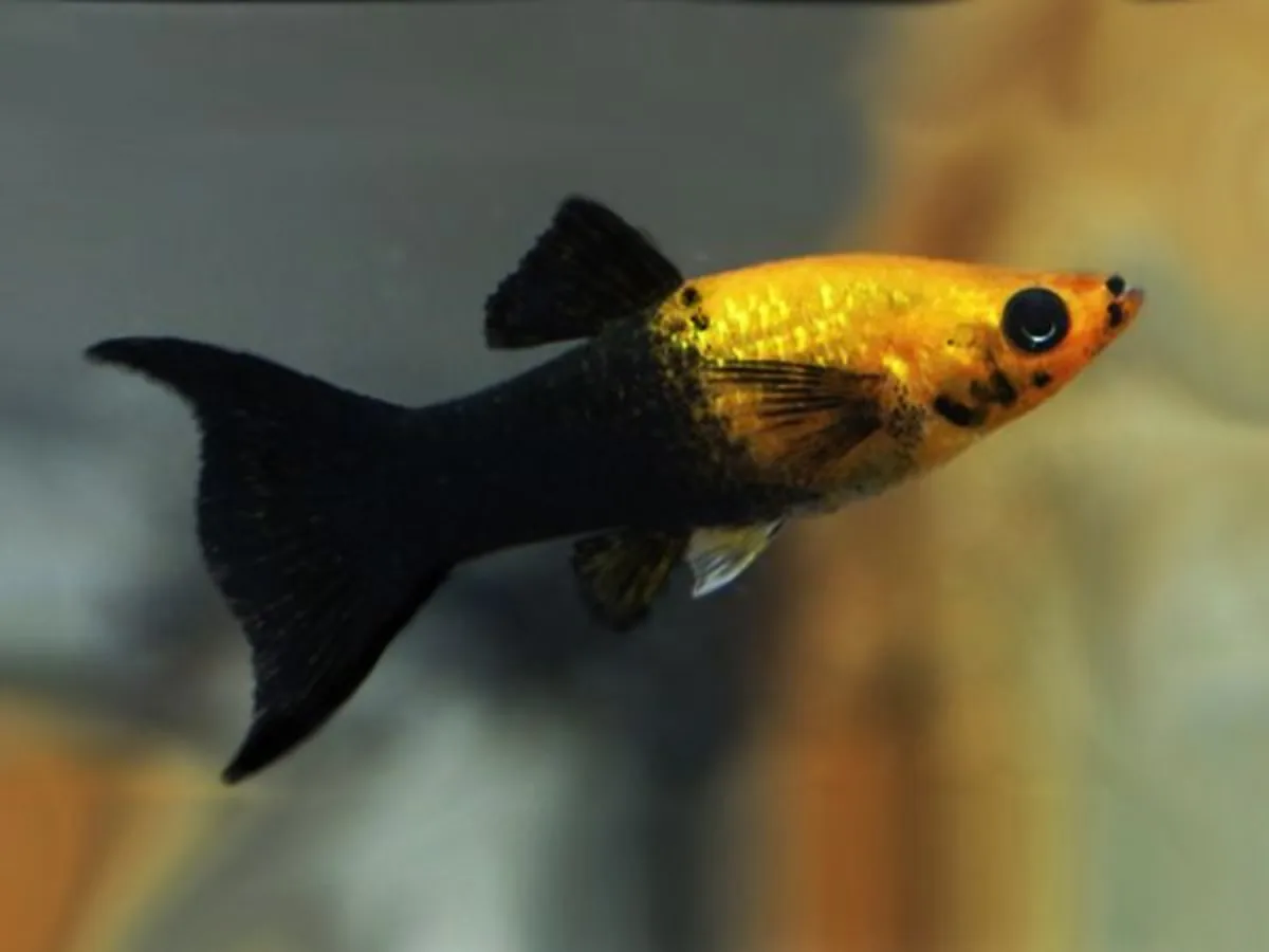 Molly Fish for Adoption | Friendly Aquarium Fish