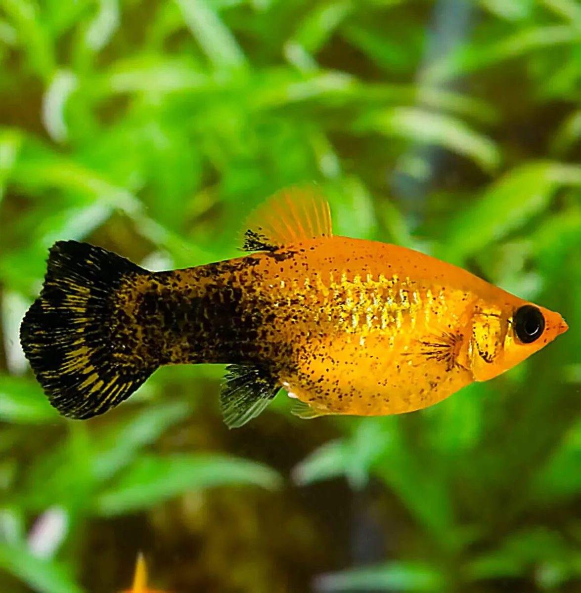 Molly Fish for Adoption | Friendly Aquarium Fish