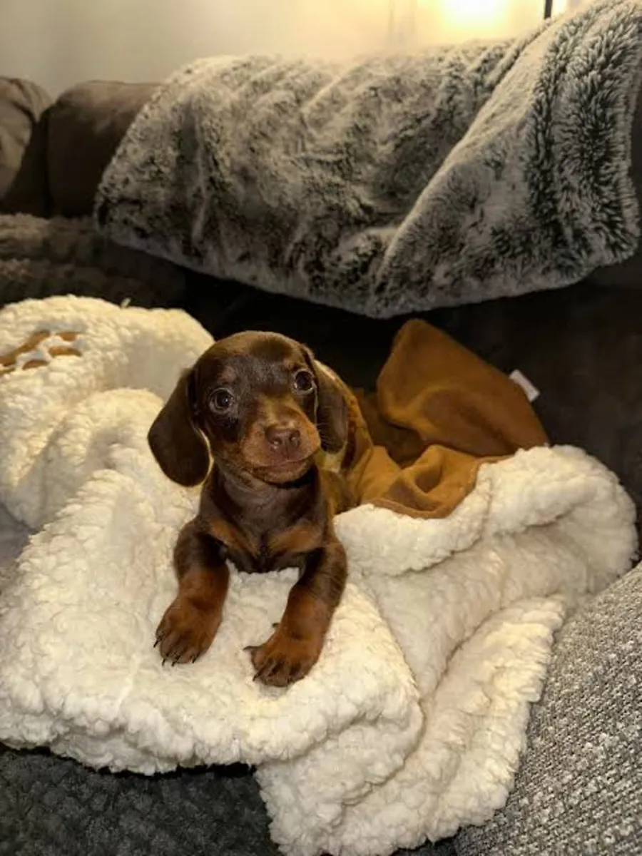 Dachshund (sosis köpeği) - Miniatür - ÜCRETSİZ