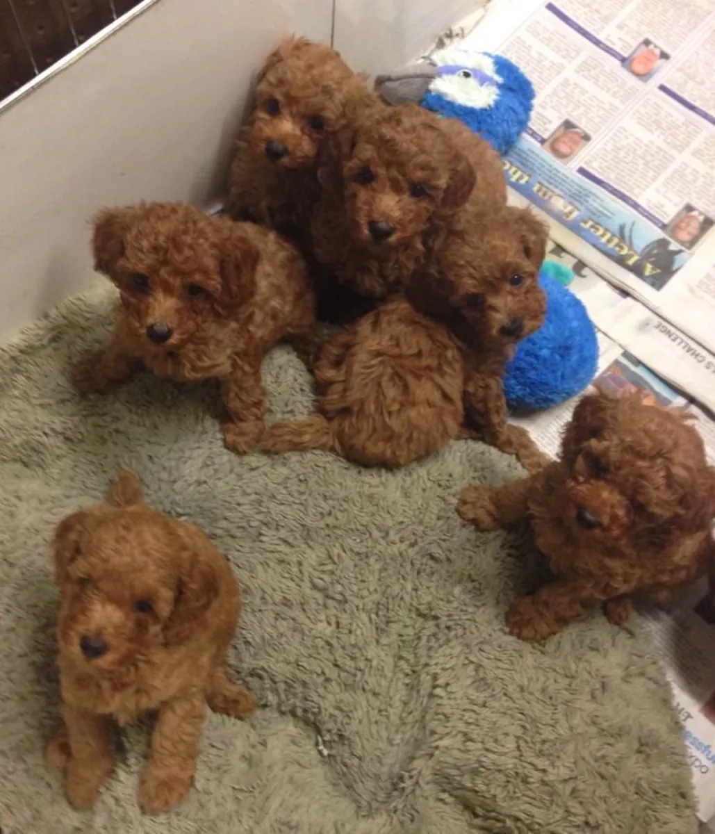 可爱的贵宾犬幼犬