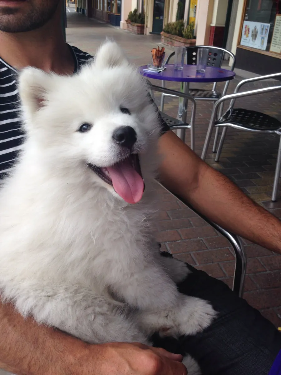 Cachorros Samoyedo esperando la oportunidad de tener un hogar feliz