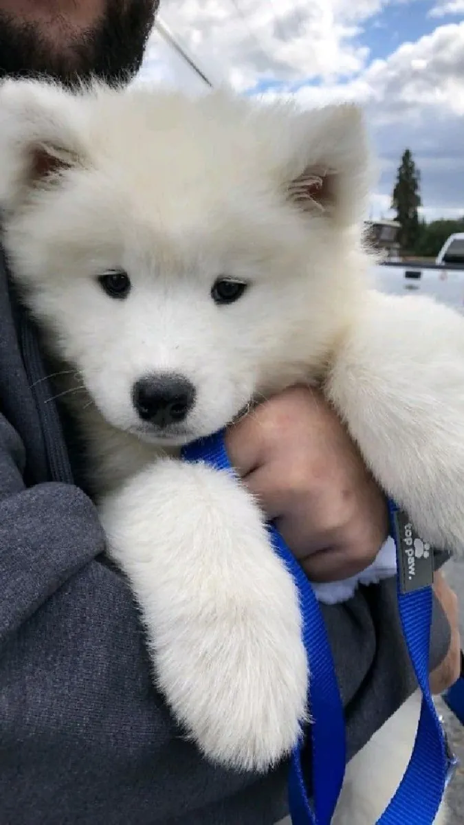 Sorumlu aileler için mevcut güzel Samoyed bebekleri