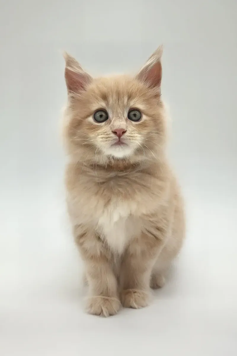 Kasko Readily Available Now To Go Home For Adoption