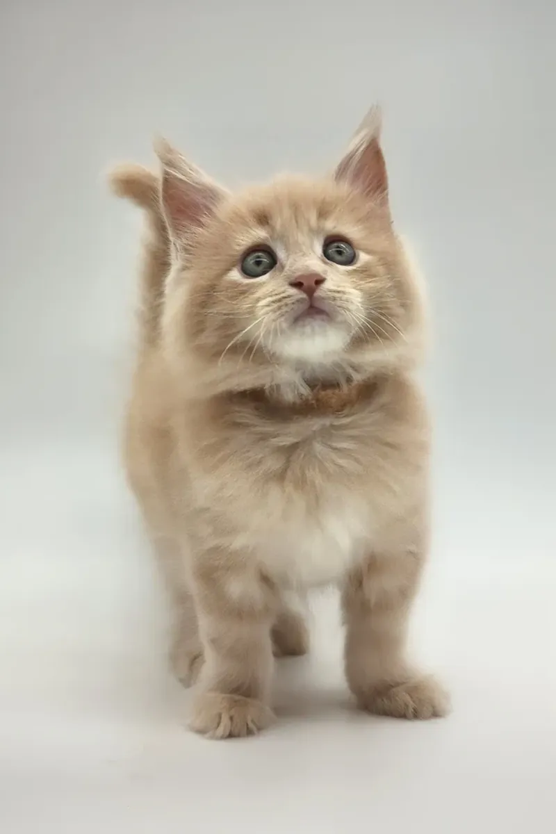 Kasko Readily Available Now To Go Home For Adoption