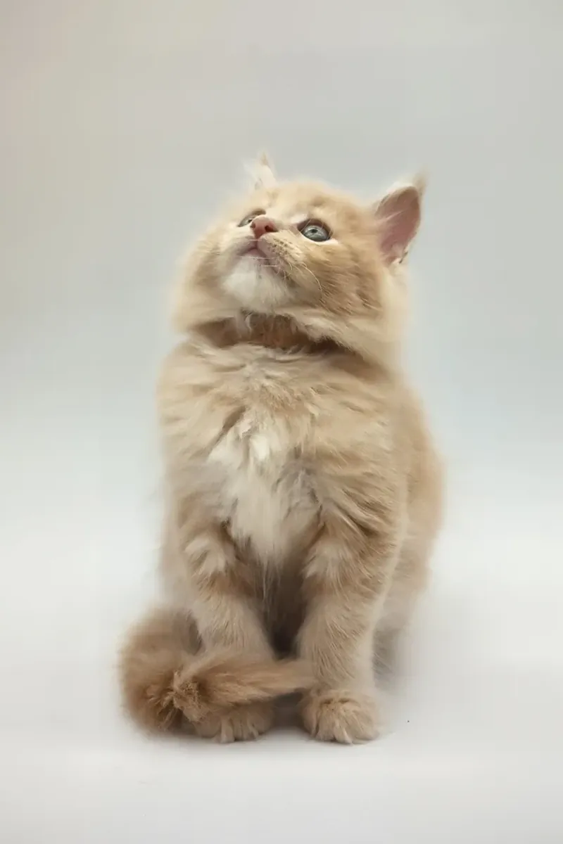 Kasko Readily Available Now To Go Home For Adoption