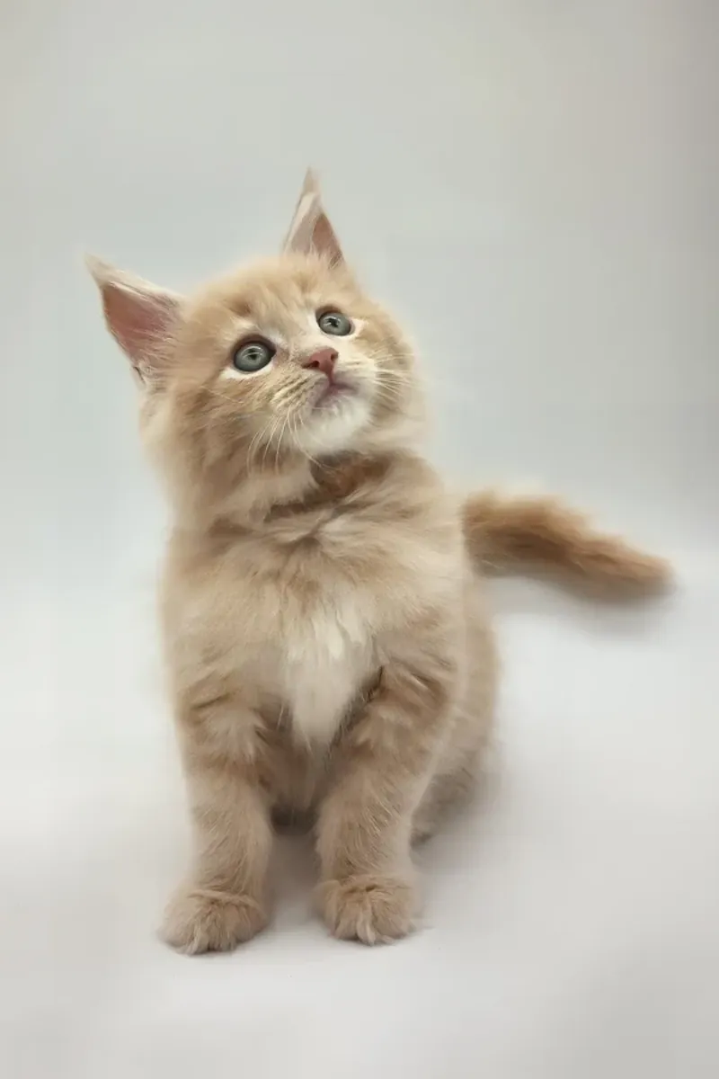 Kasko Readily Available Now To Go Home For Adoption