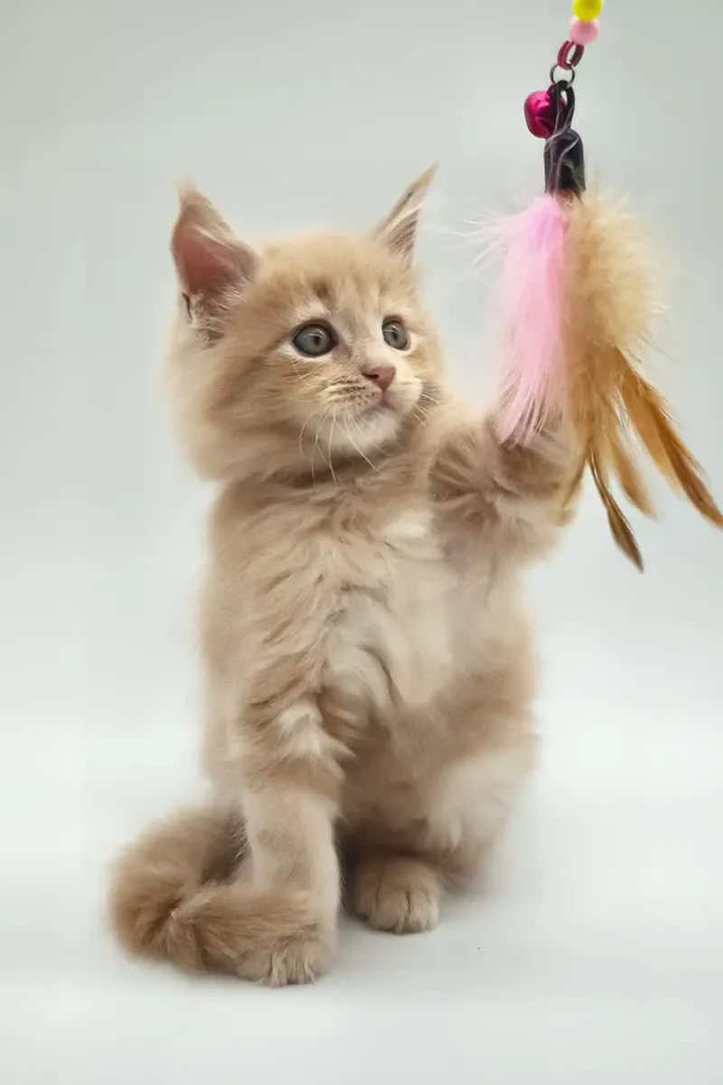 Kasko Readily Available Now To Go Home For Adoption