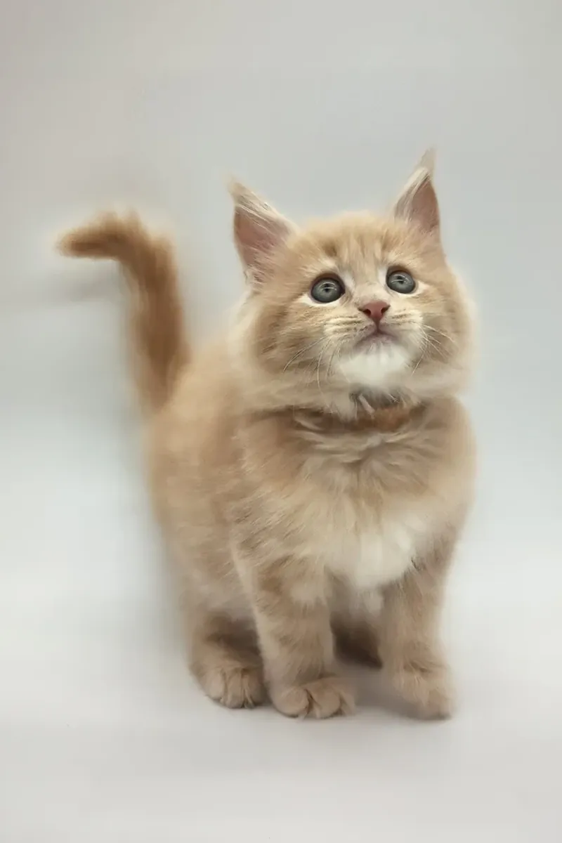 Kasko Readily Available Now To Go Home For Adoption