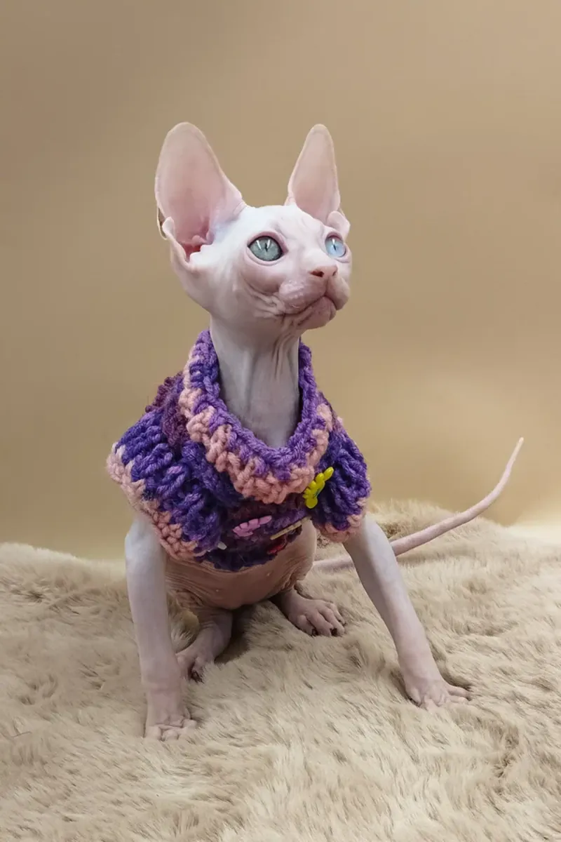 Bambino Sphynx Cat