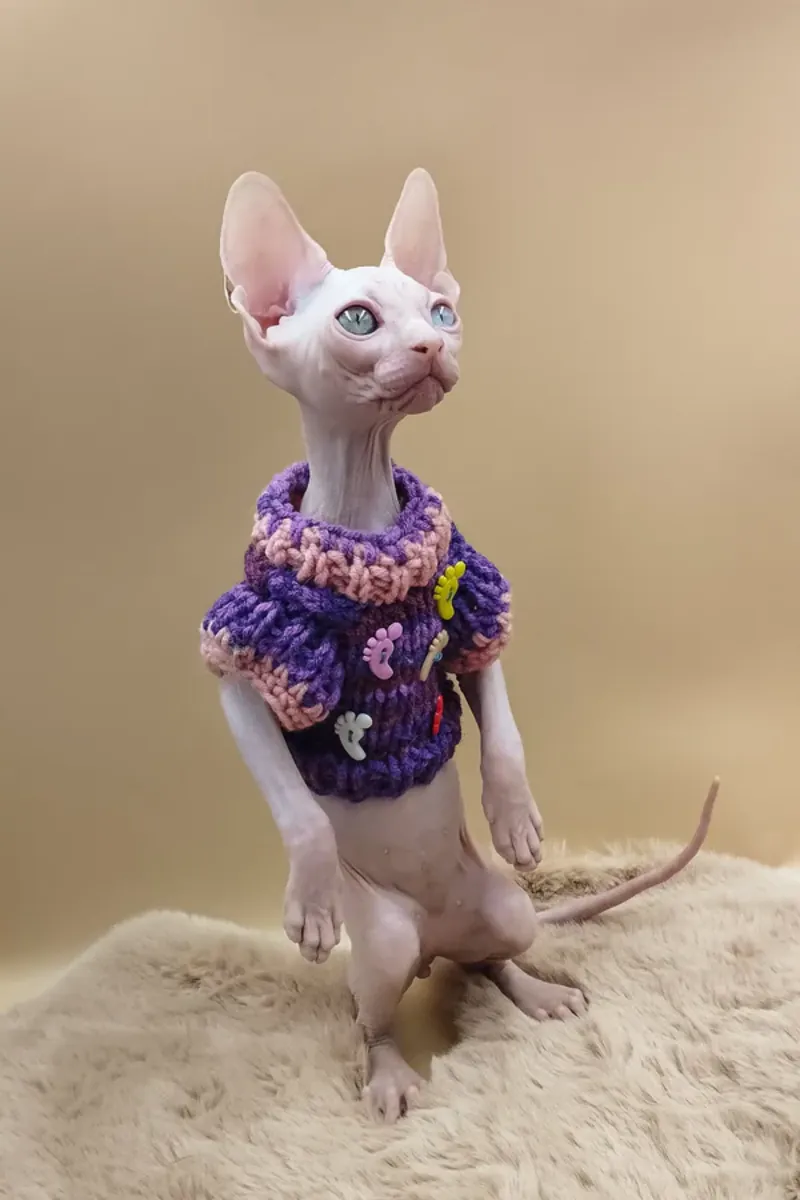 Bambino Sphynx Cat
