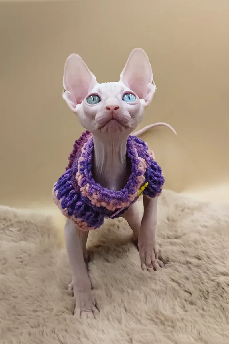 Bambino Sphynx Cat
