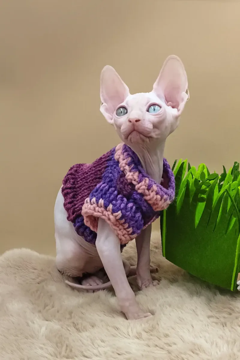 Bambino Sphynx Cat