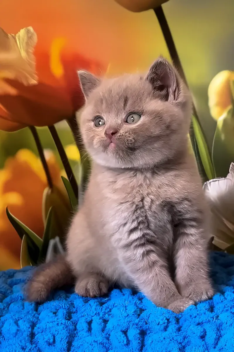 Male Brown British Shorthair Kitten