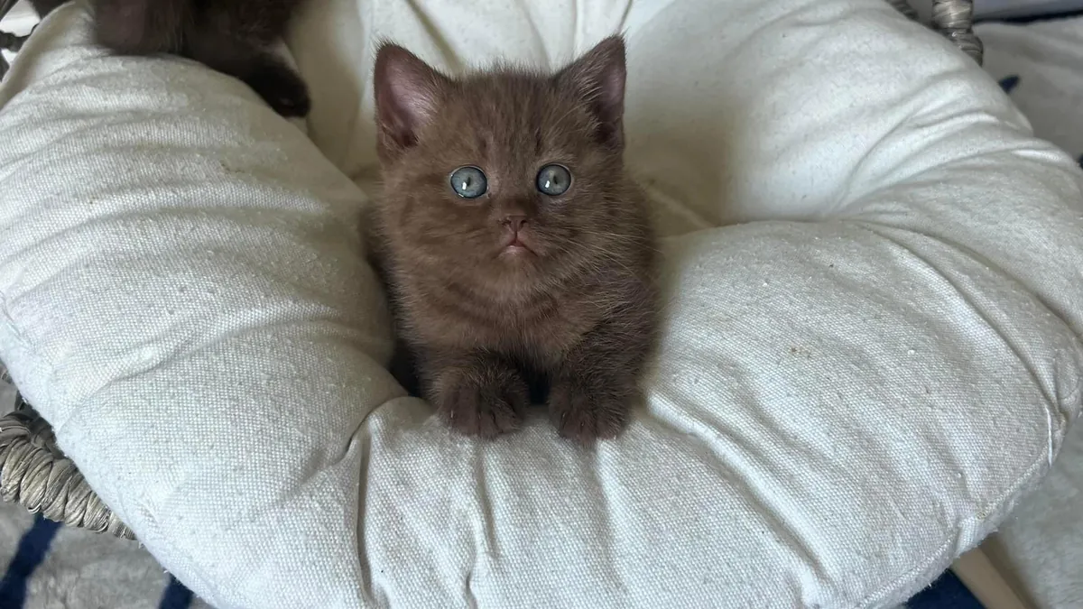 Gatito British Shorthair Chocolate