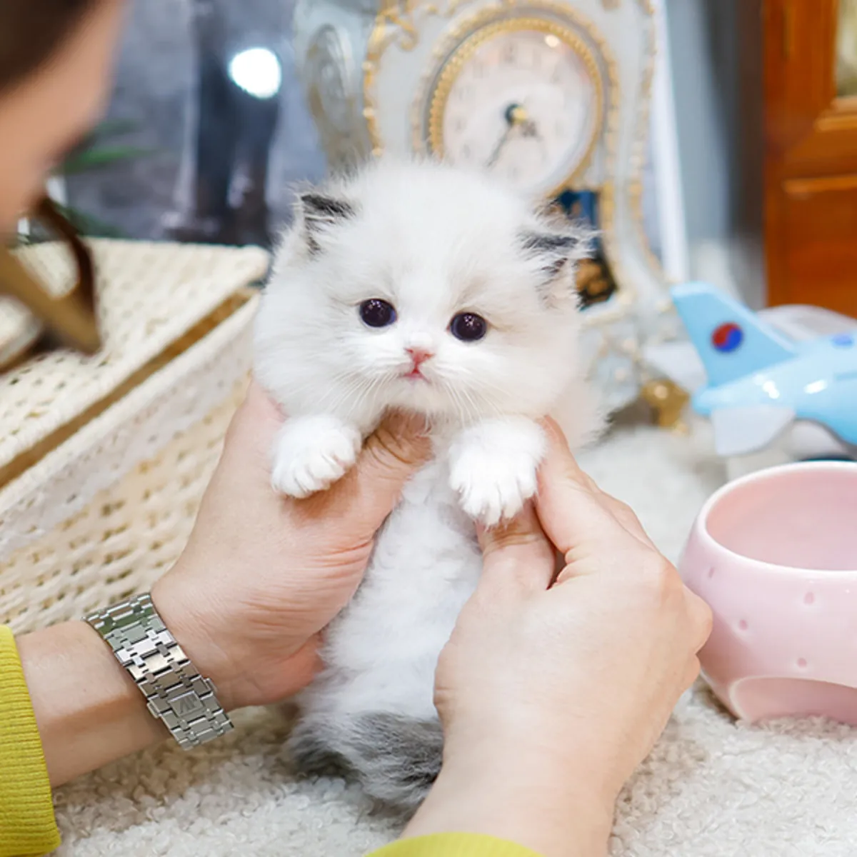 Sevimli Munchkin Kedisi Sahiplendirme