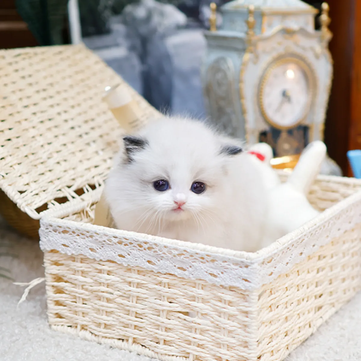 Sevimli Munchkin Kedisi Sahiplendirme