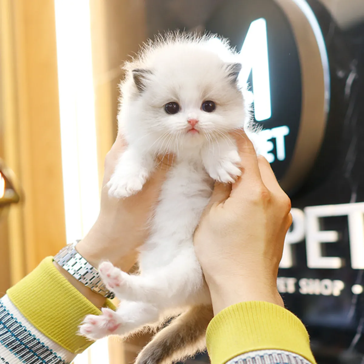 Sevimli Munchkin Kedisi Sahiplendirme