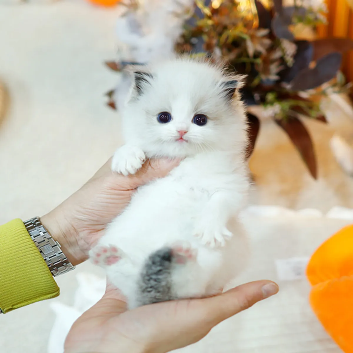 Sevimli Munchkin Kedisi Sahiplendirme