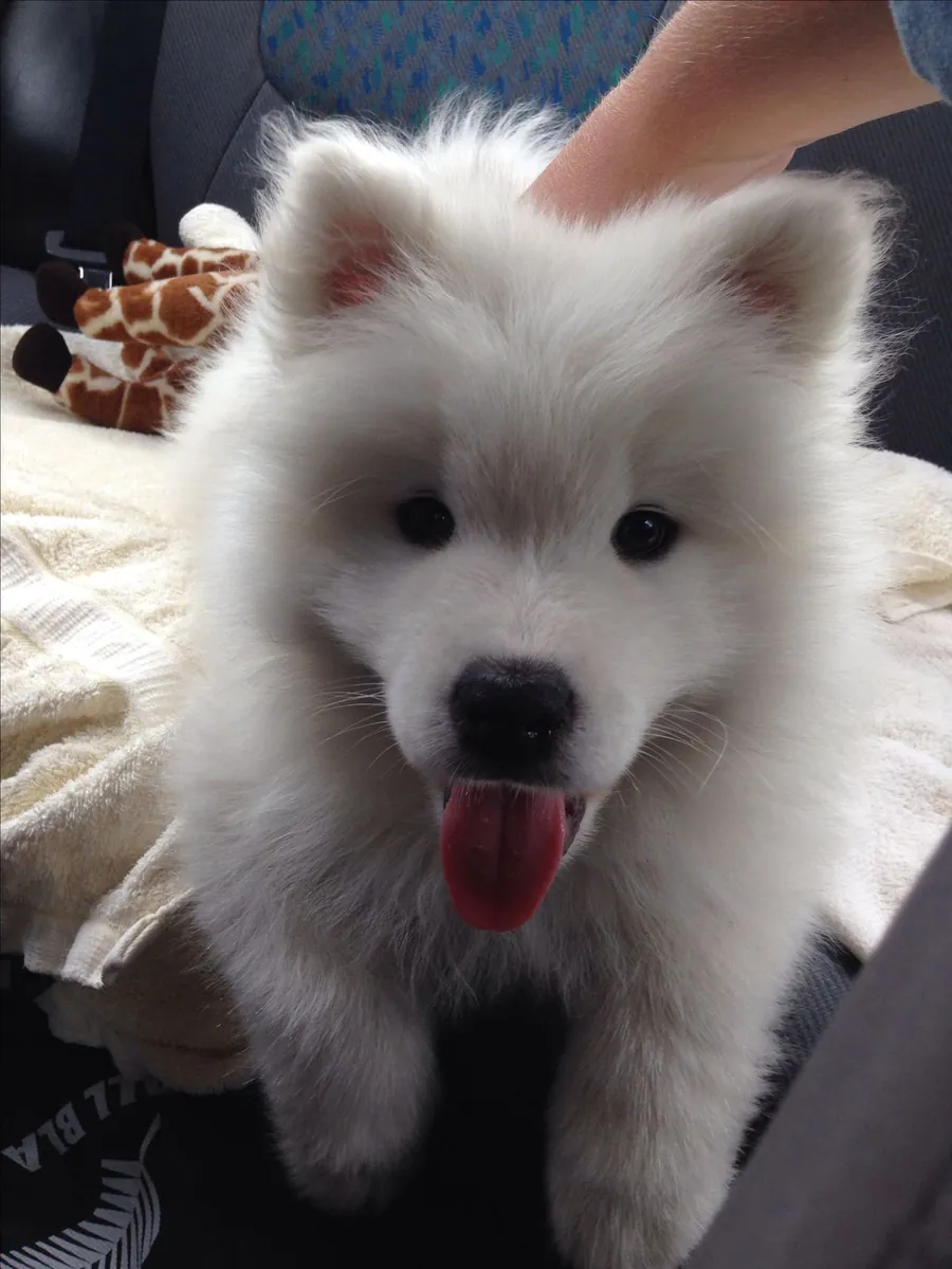 Hermosos cachorros Samoyedo buscan un hogar lleno de cariño