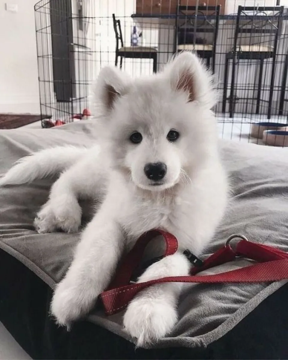 美丽的萨摩耶犬准备为家庭带来快乐