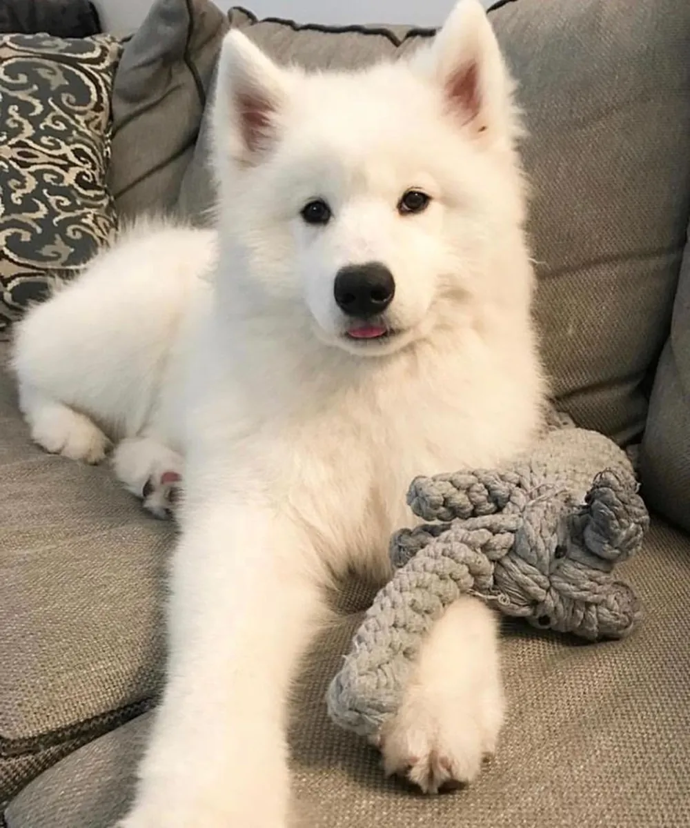 Güzel görünümlü Samoyed yavruları aileler için mevcut