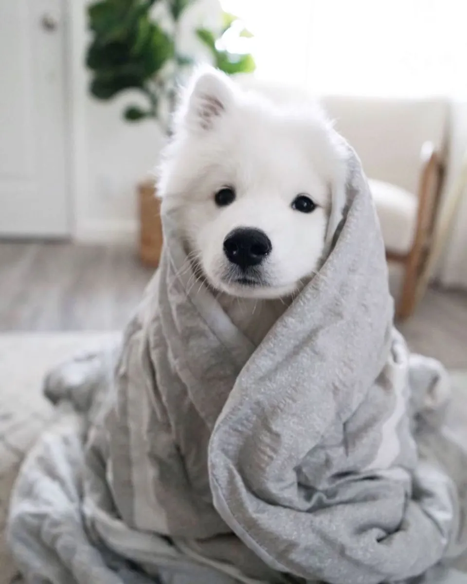 Evlerini bulmak için hazır sevimli Samoyed yavruları