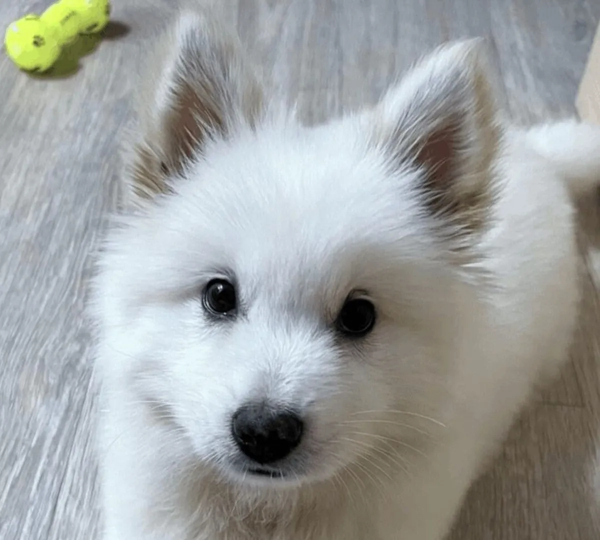 Yeni bir aşamaya başlamak için bekleyen tatlı Samoyed yavruları