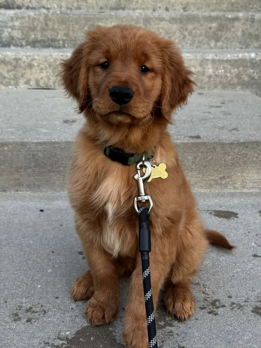 Golden Retriever Yavruları Sonsuza Dek Bir Yuva Arıyor