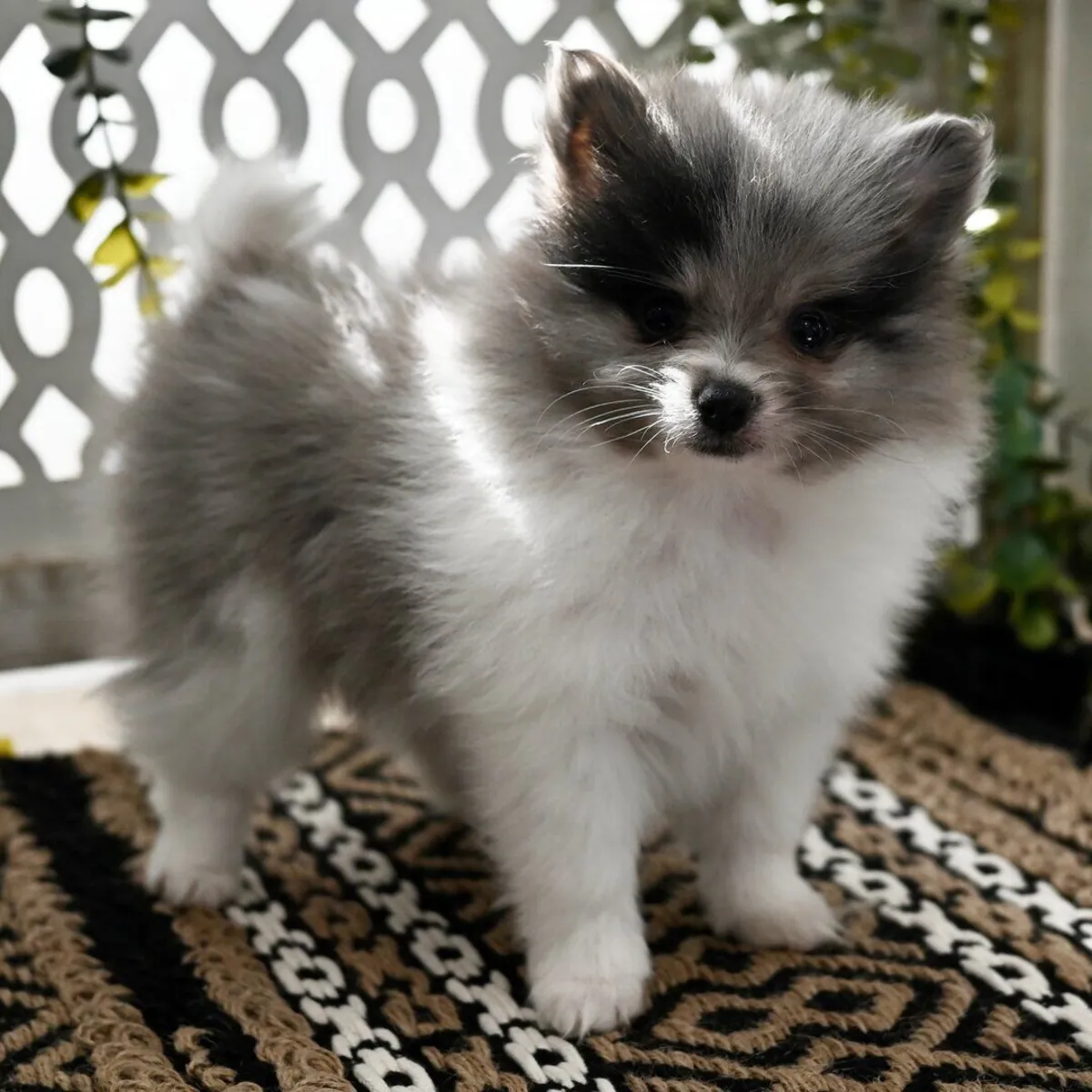 Fluffy Pomeranian (IRISH)