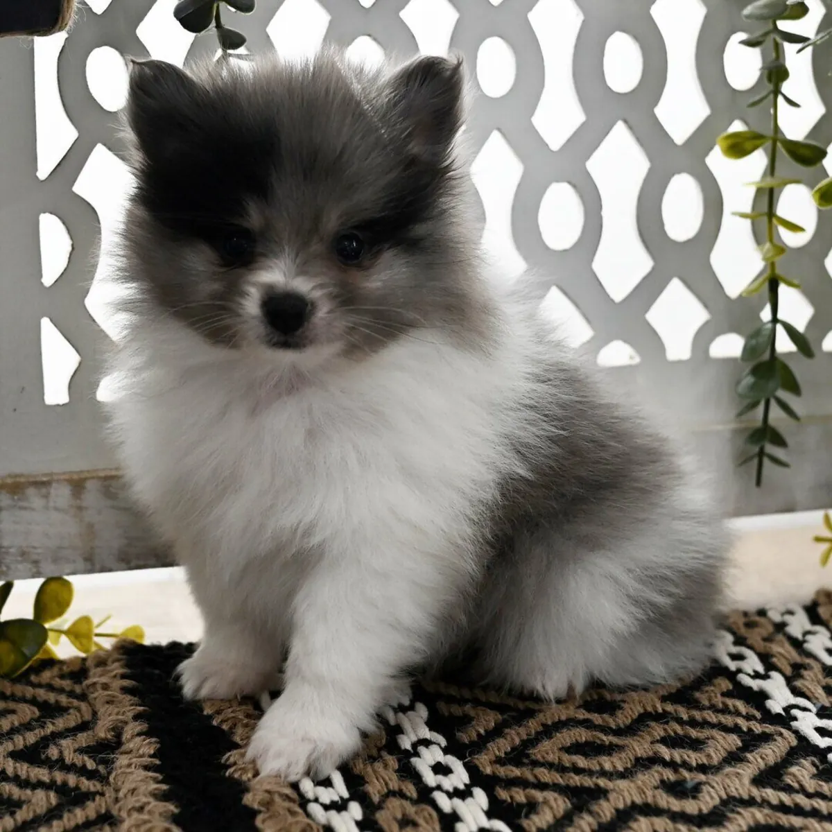 Fluffy Pomeranian (IRISH)